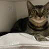 よもぎ