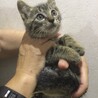 人慣れバッチリ 可愛いキジちゃん サムネイル2