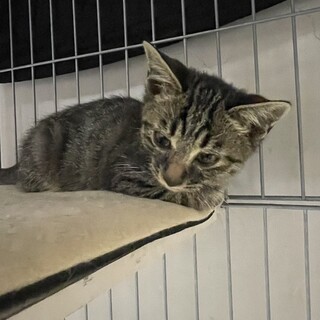 庭に住みついた可愛い男の子猫(長男)！！