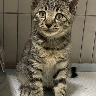 庭に住みついた可愛い男の子猫(２男)！！