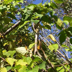 「今年も天然マタタビでラリるご両猫！」サムネイル1