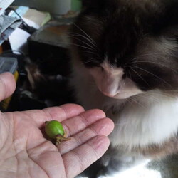 「今年も天然マタタビでラリるご両猫！」サムネイル2