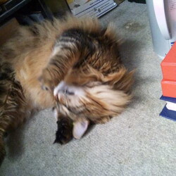 「今年も天然マタタビでラリるご両猫！」サムネイル3