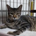 人馴れバッチリ！元気なキジトラ君