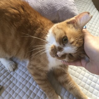 添い寝でふみふみしたいレムさん