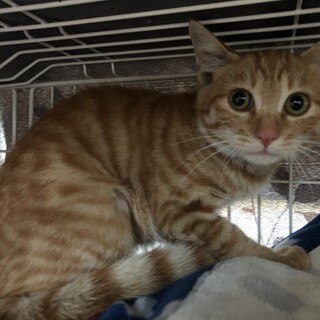 スリゴロ茶トラ女子　杏子ちゃん里親決定‼︎