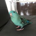 サザナミインコ (３歳メス)パピちゃんの家族募集！