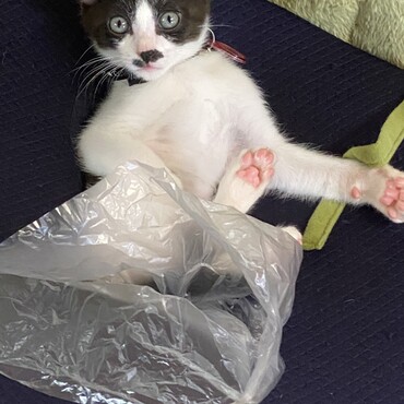 の写真