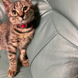 一緒に寝てくれる子猫