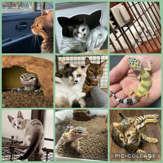 niinyaのカバー写真