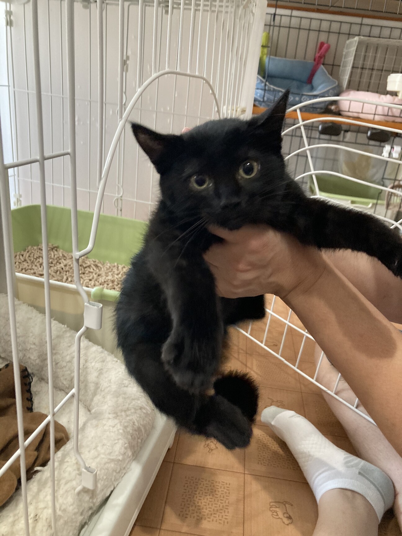 おてんば娘の黒猫メロンちゃん 東京都 猫の里親募集 ペットのおうち 月間利用者150万人