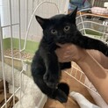 おてんば娘の黒猫メロンちゃん