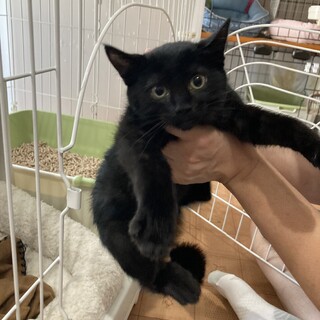 おてんば娘の黒猫メロンちゃん