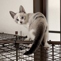 子猫の里親さん募集！