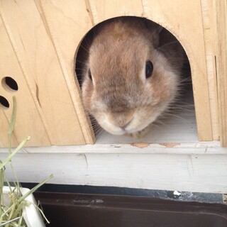 無事に里親さんが見つかりました♪