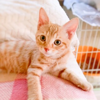 甘えっ子の茶トラ男子・先住猫さんOK