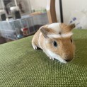 先着順です。モルモットベビ