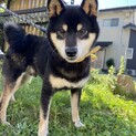 イケメンの柴犬　黒柴　サツマくん