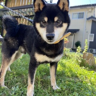 柴犬ノラ黒さま④ 黒柴ロク on X