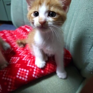 4兄弟茶トラのチャーくん生後2ヶ月　子猫
