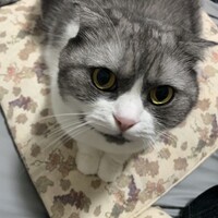 オレオ