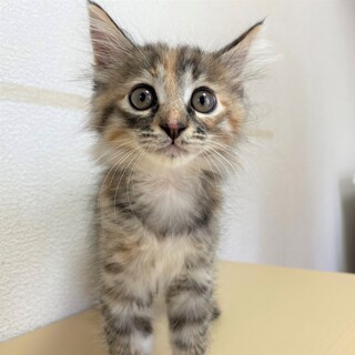 キジトラのつぶらな瞳の女の子　ミミちゃん