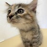 キジトラのつぶらな瞳の女の子　ミミちゃん サムネイル3