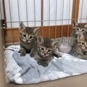雑種の子猫