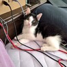 (里親決定)黒白ハチワレ猫のもねちゃん サムネイル2