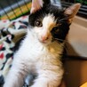 (里親決定)黒白ハチワレ猫のもねちゃん サムネイル3