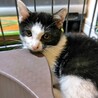 (里親決定)黒白ハチワレ猫のもねちゃん サムネイル4