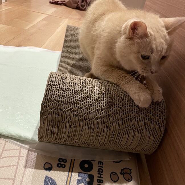 まみ.のカバー写真