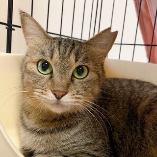 実はスリゴロだった美ニャン