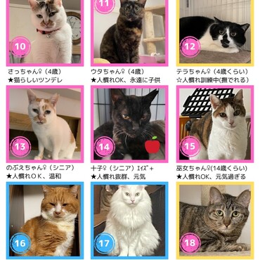 10月里親募集中の猫たち