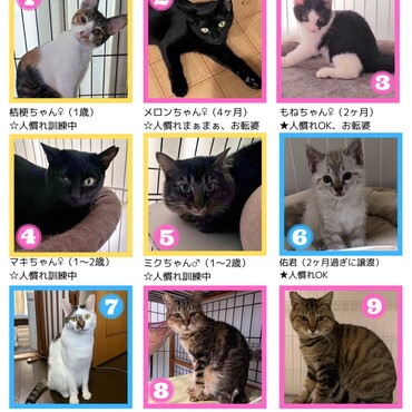 10月里親募集の猫たち