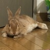 めるきぃ