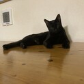 ☆なでて〜そばにいて〜甘えん坊のゆんたです☆