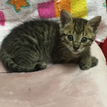 お目目が可愛いランランちゃん
