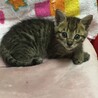 お目目が可愛いランランちゃん