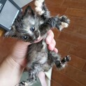 生後1週間！保護猫です！