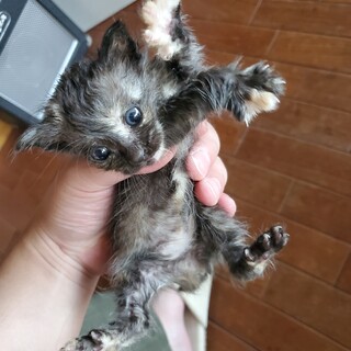 生後1週間！保護猫です！