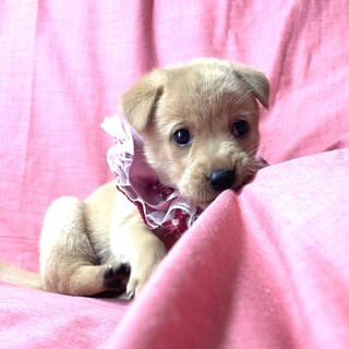 保健所からレスキューした子犬♀夢ちゃん