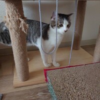 ねね