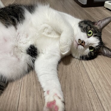 ムクムクなニャンちゅう( ´∀｀)