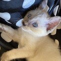 青い瞳シャム系人が大好き甘えっ子のライラ姫