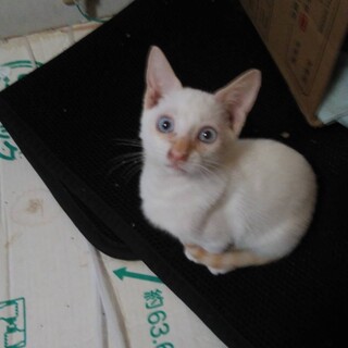 子猫ちゃんの里親募集