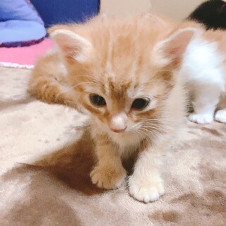 可愛い生まれて１ヶ月の赤ちゃん