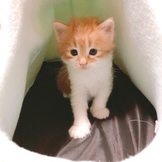 可愛い茶白の子猫ちゃん