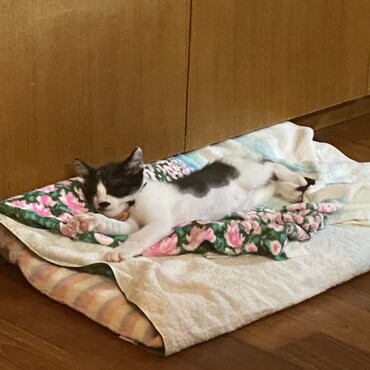 の写真