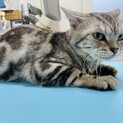 アメショの男の子キラリです！